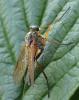 Rhagio tringarius